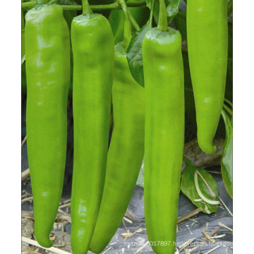 HP20 Sendu F1 hybrid hot pepper/chilli seeds in vegetable seeds